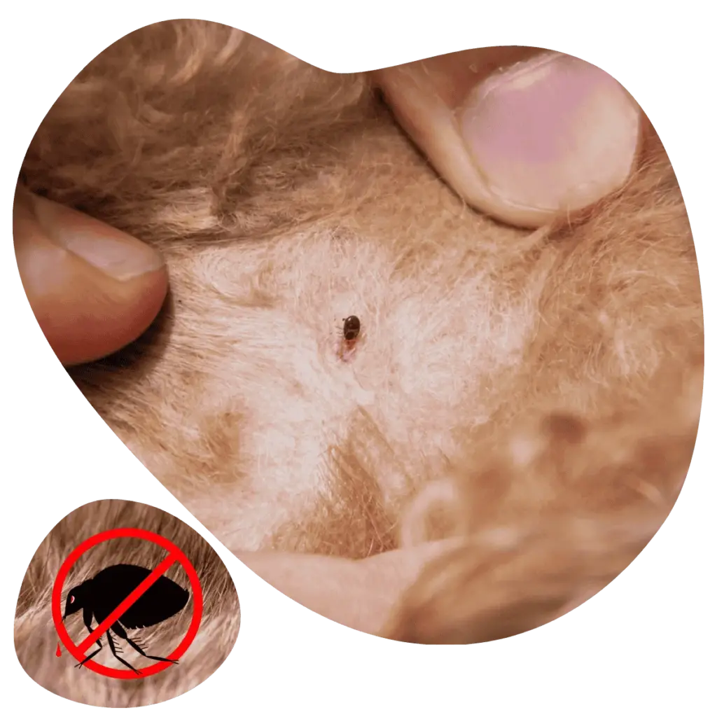 Fleas Control in London, Ontario
