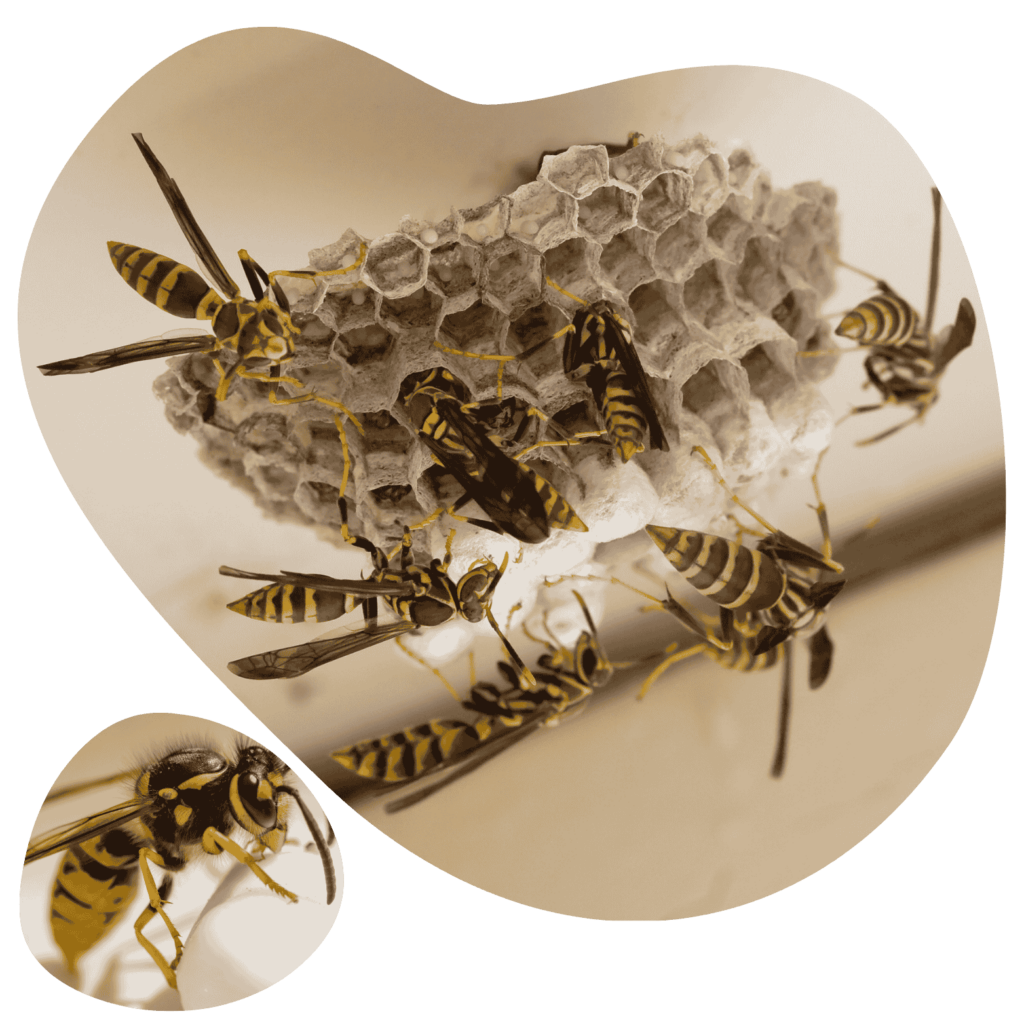 Wasp Control Service London Ontario Canada